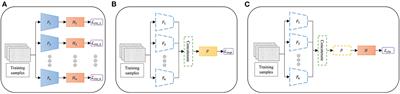 Multibranch convolutional neural network with contrastive representation learning for decoding same limb motor imagery tasks